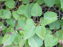 Syringa vulgaris