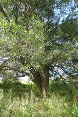 Nectandra angustifolia
