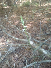Spiranthes lacera