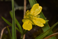 Ranunculus eschscholtzii