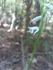Spiranthes lacera