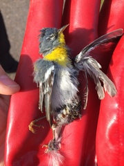 Setophaga americana image