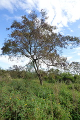 Albizia inundata