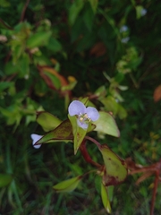 Commelina