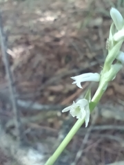 Spiranthes lacera