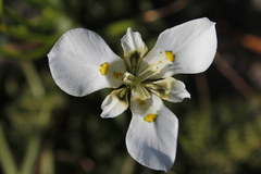 Moraea cantharophila