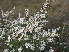 Thryptomene calycina