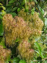 Clematis haenkeana