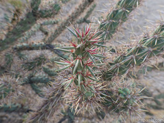 Cylindropuntia acanthocarpa acanthocarpa
