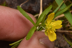 Ranunculus eschscholtzii
