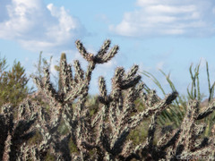 Cylindropuntia acanthocarpa acanthocarpa