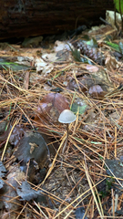 Panaeolus papilionaceus