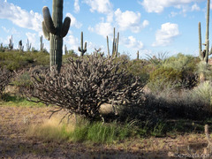 Cylindropuntia acanthocarpa acanthocarpa