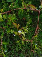 Commelina
