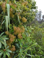 Clematis haenkeana