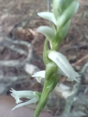 Spiranthes lacera