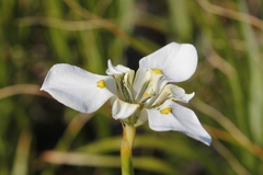 Moraea cantharophila