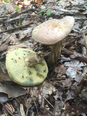 Boletus pallidus image