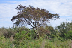 Albizia inundata