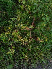 Commelina