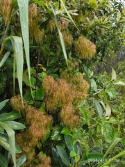 Clematis haenkeana