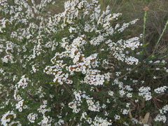 Thryptomene calycina