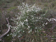 Thryptomene calycina