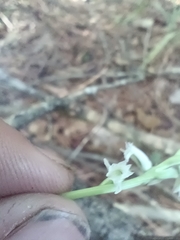 Spiranthes lacera