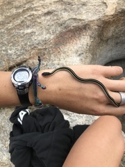 Thamnophis elegans elegans