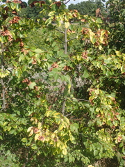 Paliurus spina-christi