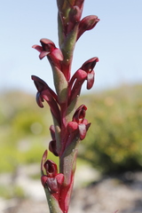 Disa atrorubens