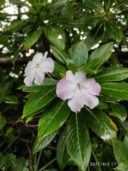 Impatiens sodenii
