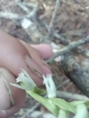 Spiranthes lacera