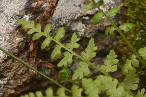 Brittle bladderfern (Cystopteris fragilis)