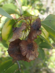 Paliurus spina-christi