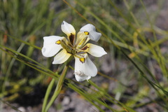 Moraea cantharophila