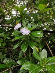 Impatiens sodenii