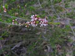 Chamelaucieae