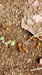 Lasius claviger