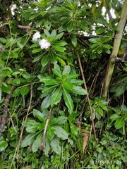 Impatiens sodenii
