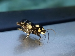 Pseudothyris sepulchralis