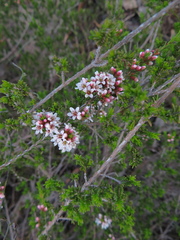 Chamelaucieae
