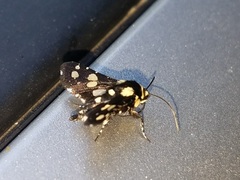 Pseudothyris sepulchralis