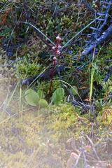 Pyrola asarifolia incarnata