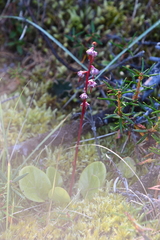 Pyrola asarifolia incarnata