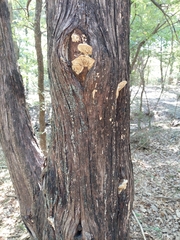 Subantrodia juniperina