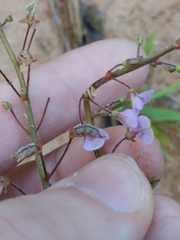 Desmodium ciliare