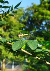 Brachydiplax sobrina