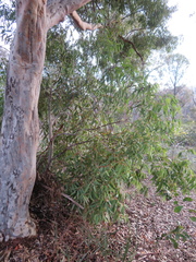 Angophora costata