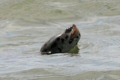 Malaclemys terrapin